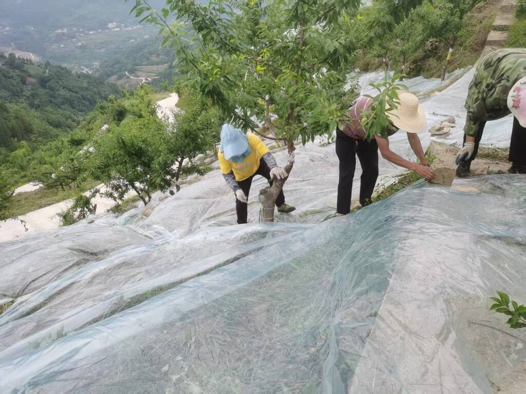 田间管护时,几位村民正在刘绪海的脆李园内务工。受访者供图